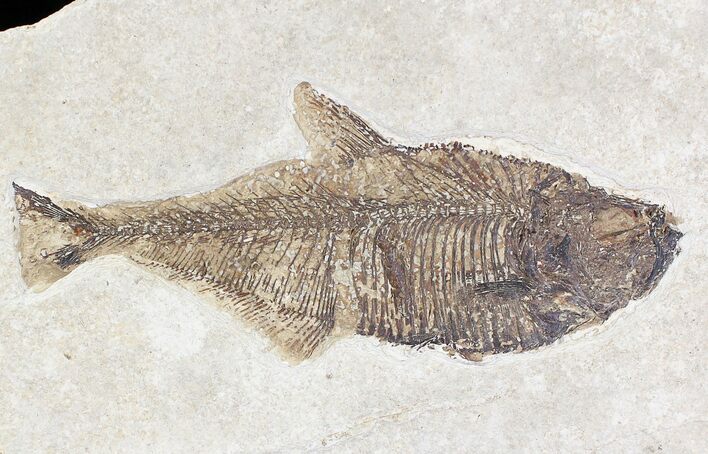 Diplomystus Fossil Fish - Wyoming #20828
